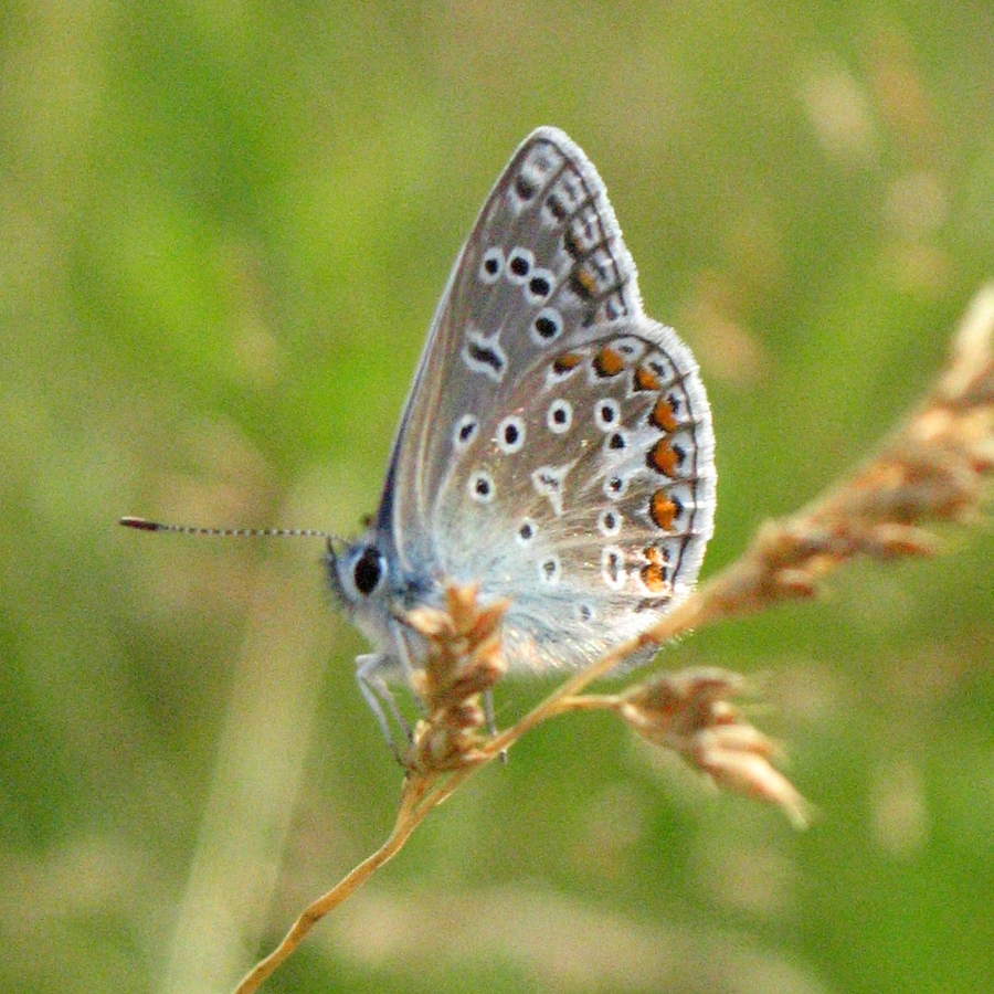 Common Blue - Hampton Heath - 2021-07-21